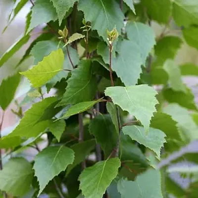 Береза ФАСТИГИАТА повислая   Береза ФАСТИГИАТА повислая  в Чебоксарах