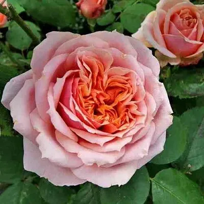 Саженцы роз ПОЛЬ БОКЮЗ шраб  Саженцы роз ПОЛЬ БОКЮЗ шраб в Чебоксарах