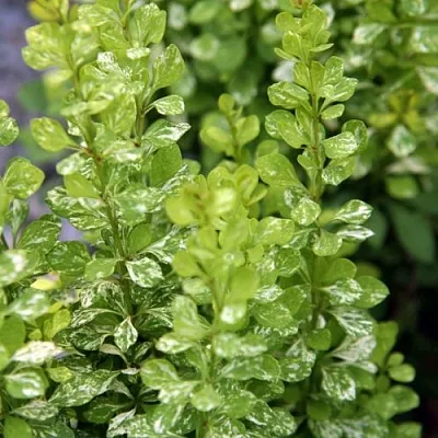 Барбарис ПАУ ВАУ тунберга в Чебоксарах