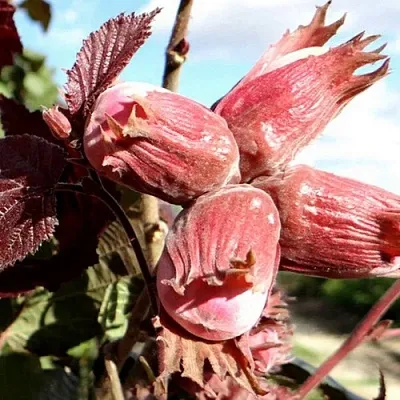 Фундук АЛЫЙ ПАРУС  Фундук АЛЫЙ ПАРУС в Чебоксарах