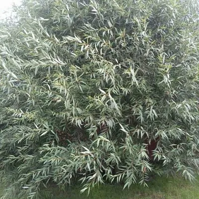 Ива СЕРЕБРИСТАЯ  Ива СЕРЕБРИСТАЯ в Чебоксарах