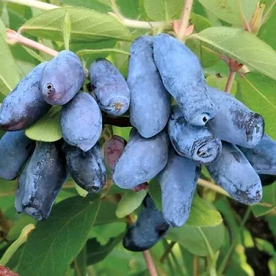 Жимолость съедобная ПАВЛОВСКАЯ в Чебоксарах