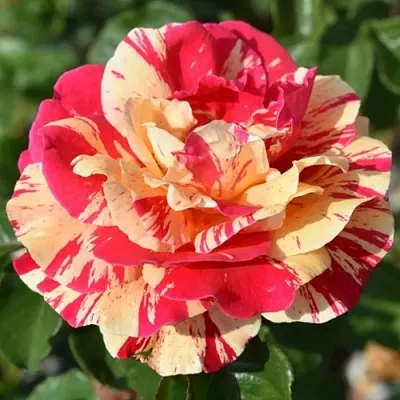 Саженцы роз ВАНИЛЛА ФРАЙЗ плетистая  Саженцы роз ВАНИЛЛА ФРАЙЗ плетистая в Чебоксарах