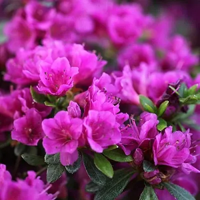 Азалия ХИРОКА японская  Азалия ХИРОКА японская в Чебоксарах