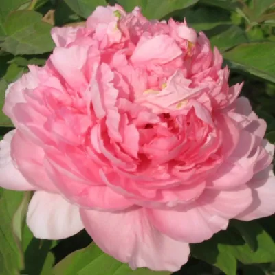 Пион ИМПЕРАТОРСКАЯ НАЛОЖНИЦА древовидный в Чебоксарах