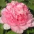 Пион ИМПЕРАТОРСКАЯ НАЛОЖНИЦА древовидный — описание сорта Пион ИМПЕРАТОРСКАЯ НАЛОЖНИЦА древовидный в Чебоксарах