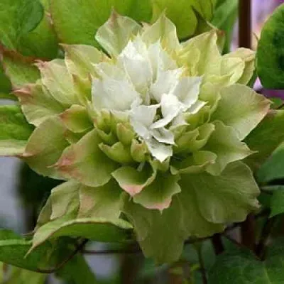 Клематис СЕН-НО-КЕЙЗ  Клематис СЕН-НО-КЕЙЗ в Чебоксарах