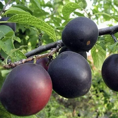 Абрикос МОНАРЕЗИ  Абрикос МОНАРЕЗИ в Чебоксарах