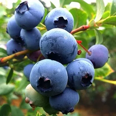 Голубика ДЮК  Голубика ДЮК в Чебоксарах