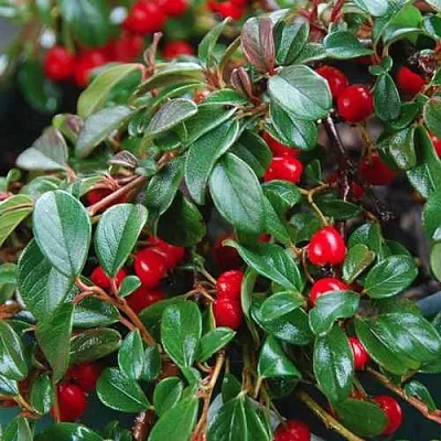 Кизильник Даммера в Чебоксарах