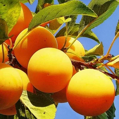 Желтая  в Чебоксарах