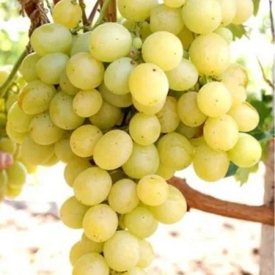 Виноград ТАЛИСМАН в Чебоксарах