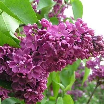 Сирень ДЕНЬ ПОБЕДЫ в Чебоксарах