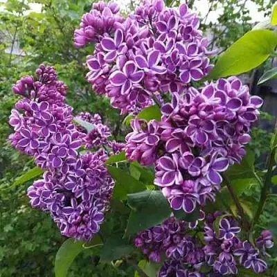 Сирень СЕНСАЦИЯ  Сирень СЕНСАЦИЯ в Чебоксарах