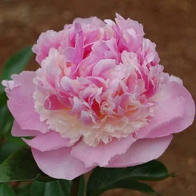 Пион ЭНДЖЕЛ ЧИКС травянистый  Пион ЭНДЖЕЛ ЧИКС травянистый в Чебоксарах