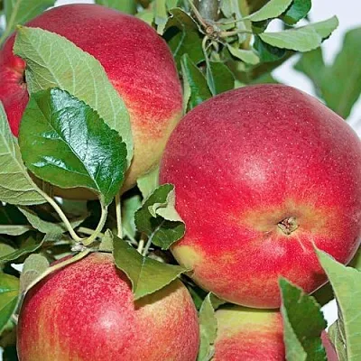 Яблоня СЕНАТОР колонновидная  Яблоня СЕНАТОР колонновидная в Чебоксарах