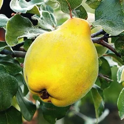 Айва РУМО  Айва РУМО в Чебоксарах