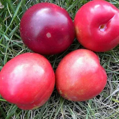 Плумкот БИРИКОККОЛО НОСТРАНО в Чебоксарах