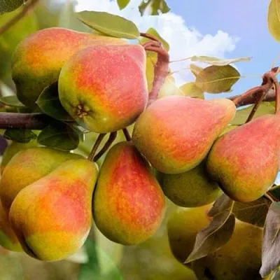 Груша ЗАБАВА  Груша ЗАБАВА в Чебоксарах