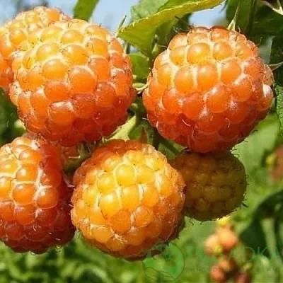 Малина КУМБЕРЛЕНД желтая  Малина КУМБЕРЛЕНД желтая в Чебоксарах