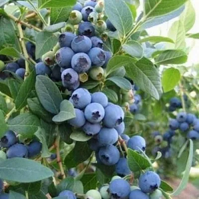 Голубика ЭЛЛИОТ  Голубика ЭЛЛИОТ в Чебоксарах