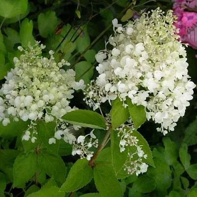 Гортензия ДАРТС ЛИТТЛ ДОТТ метельчатая  Гортензия ДАРТС ЛИТТЛ ДОТТ метельчатая в Чебоксарах