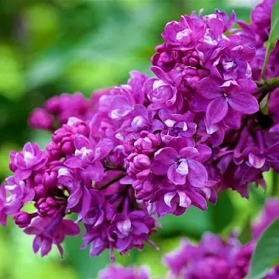 Сирень ОГНИ ДОНБАССА в Чебоксарах