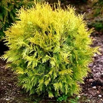 Туя ГЛОБОЗА АУРЕА западная — описание сорта Туя ГЛОБОЗА АУРЕА западная в Чебоксарах