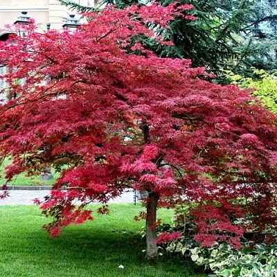 Клен пальмолистный в Чебоксарах