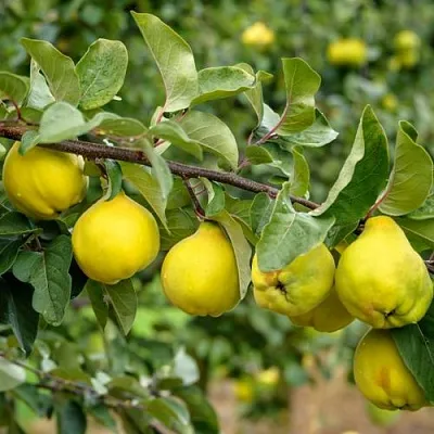 Айва ТРИУМФ  Айва ТРИУМФ в Чебоксарах