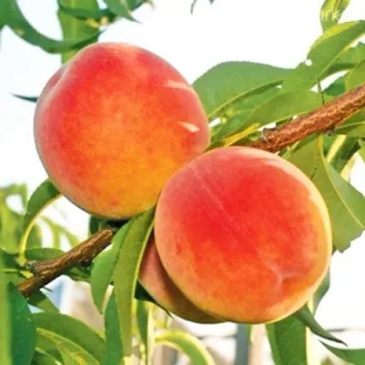 Персик ОНТАРИО — описание сорта Персик ОНТАРИО в Чебоксарах