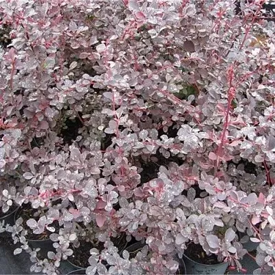 Барбарис СИЛЬВЕР МИЛЕС оттавский   Барбарис СИЛЬВЕР МИЛЕС оттавский  в Чебоксарах