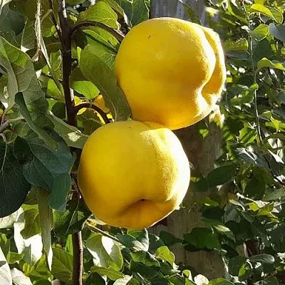 Айва МАРИЯ  Айва МАРИЯ в Чебоксарах