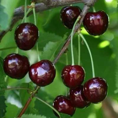 Черешня НАРОДНАЯ  Черешня НАРОДНАЯ в Чебоксарах