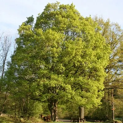 Клен полевой в Чебоксарах