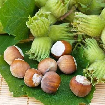 Фундук КРЕПКИЙ ОРЕШЕК  Фундук КРЕПКИЙ ОРЕШЕК в Чебоксарах