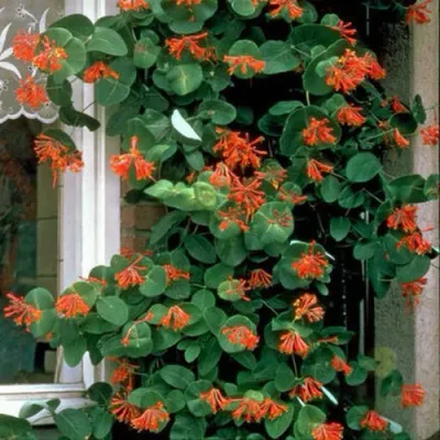 Жимолость ДРОМПОР СКАРЛЕТТ брауна в Чебоксарах