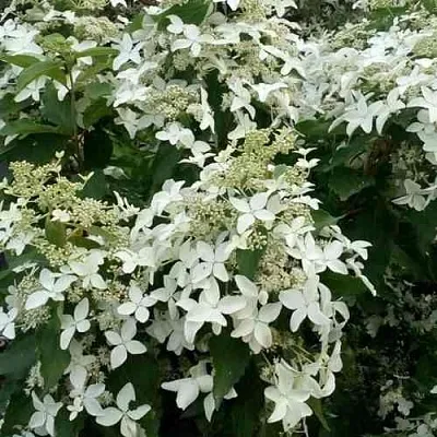 Гортензия МЭДЖИКАЛ СТАРЛАЙТ метельчатая  Гортензия МЭДЖИКАЛ СТАРЛАЙТ метельчатая в Чебоксарах