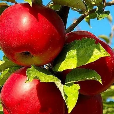 Зимние сорта  Зимние сорта в Чебоксарах