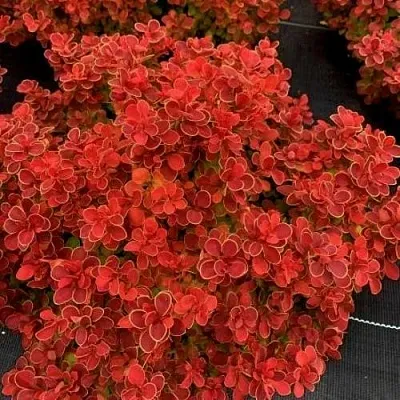 Барбарис РЕД ХОТ ЧИЛИ тунберга  Барбарис РЕД ХОТ ЧИЛИ тунберга в Чебоксарах