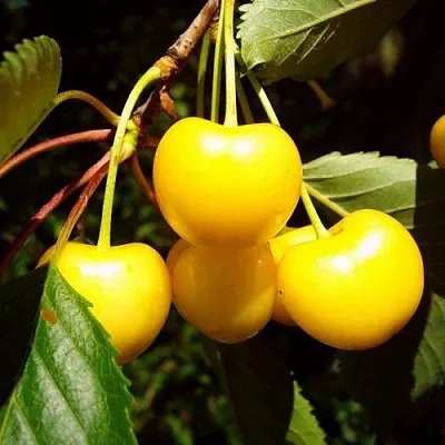 Черешня ЖУРБА  Черешня ЖУРБА в Чебоксарах