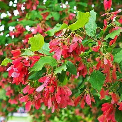 Клен татарский  Клен татарский в Чебоксарах