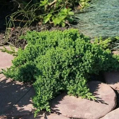 Можжевельник АВАСИ лежачий  Можжевельник АВАСИ лежачий в Чебоксарах