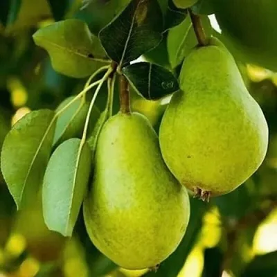 Груша СЕВЕРЯНКА колонновидная  Груша СЕВЕРЯНКА колонновидная в Чебоксарах
