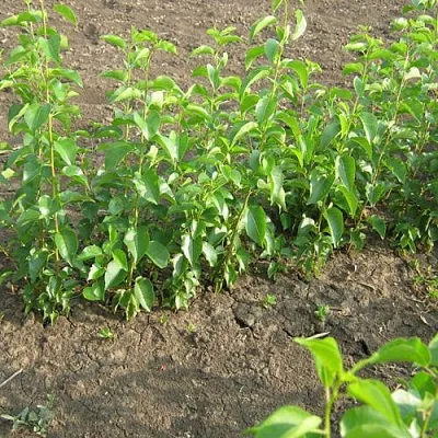 Подвой вишни АНТИПКА  Подвой вишни АНТИПКА в Чебоксарах