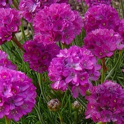 Армерия МОНИНГ СТАР ДИП РОУЗ  Армерия МОНИНГ СТАР ДИП РОУЗ в Чебоксарах