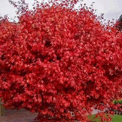 Клен гиннала   Клен гиннала  в Чебоксарах