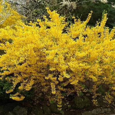 Форзиция ГОЛДЗАУБЕР средняя  Форзиция ГОЛДЗАУБЕР средняя в Чебоксарах