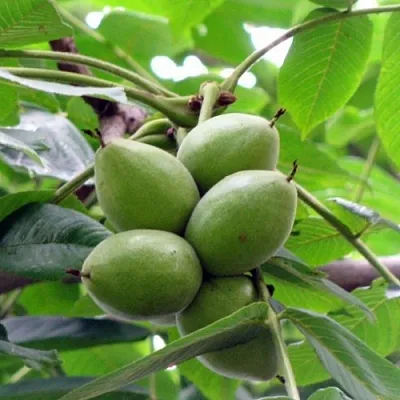 Орех маньчжурский МИЧУРИНЕЦ  Орех маньчжурский МИЧУРИНЕЦ в Чебоксарах