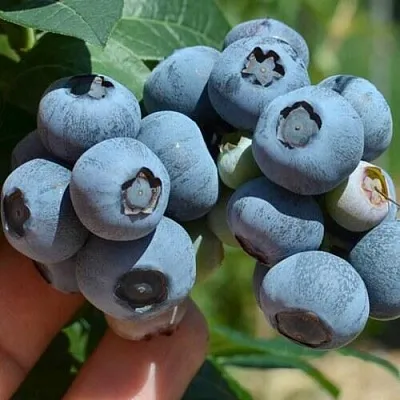 Голубика НЕЛЬСОН  Голубика НЕЛЬСОН в Чебоксарах